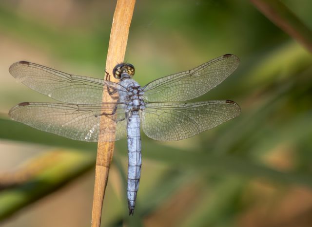 Libellula azzurro, possibile identificare? Orthetrum brunneum maschio